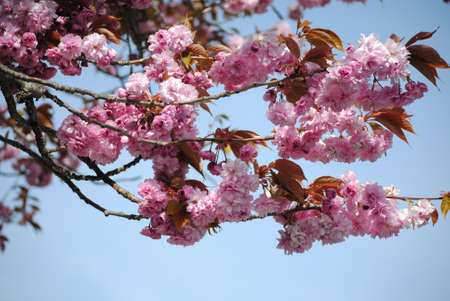 Cherry Blossomの写真素材