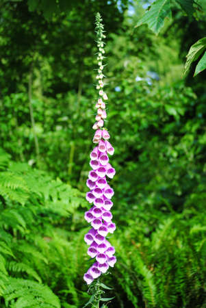 Beautiful Flowersの写真素材