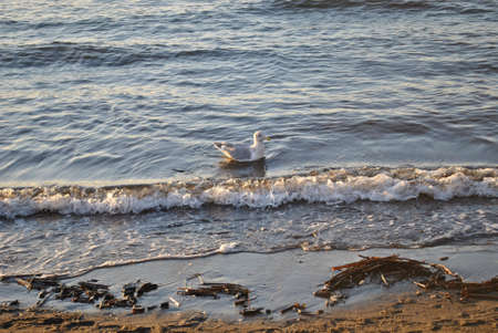 Seagull at Sunsetの写真素材