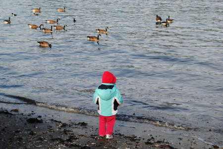 Kid and Geeseの写真素材