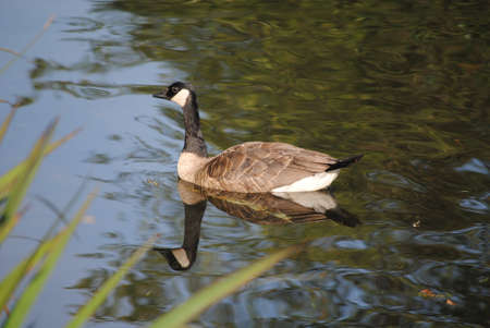 Canada Goose on Waterの写真素材