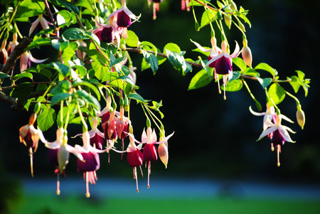 bell flowersの写真素材