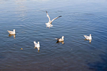 Joyful Seagullsの写真素材
