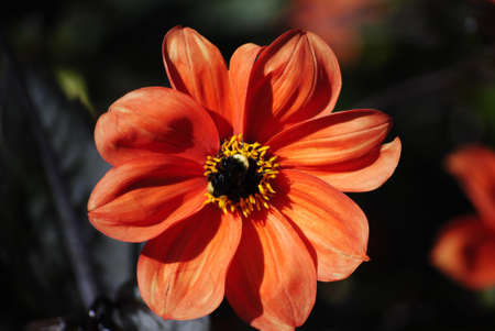 Red Daisy with black beeの写真素材