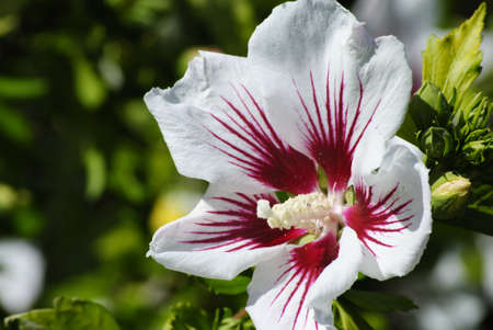 white hibiscusの写真素材