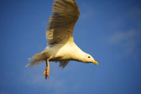 seagull flying down to the beach for foodの写真素材
