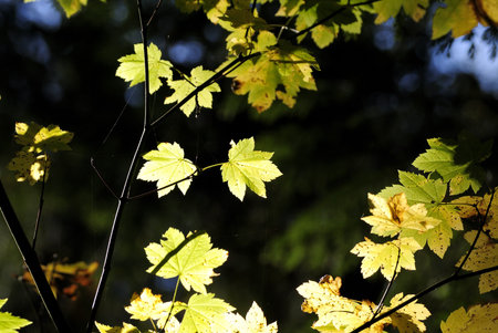 Autumn Leaves Closeup