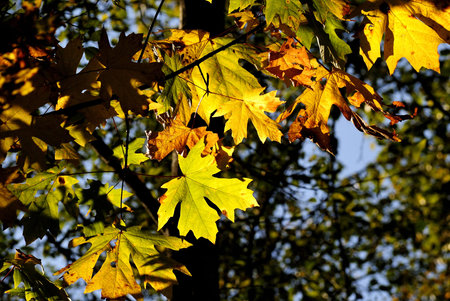 Autumn Leaves Closeup