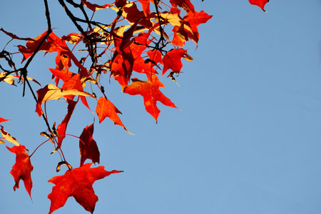 Autumn Maple Leaves at Sunsetの写真素材