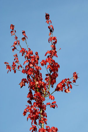 Autumn Maple Leaves against Skyの写真素材