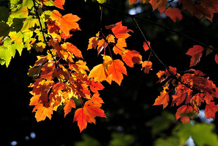 Autumn Leaves Closeup