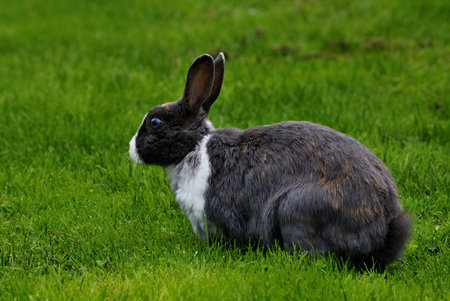 Hare on the lawn