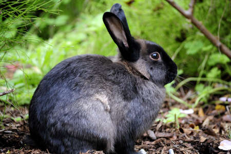 Wild rabbit in the grassの写真素材