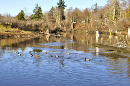 winter view of a pondの写真素材