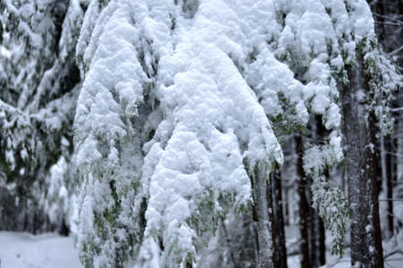Beautiful snow covers tree branchesの写真素材