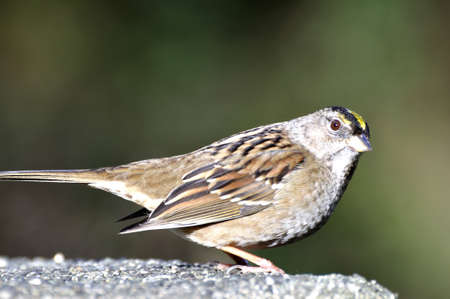 yellow-headed sparrowの写真素材
