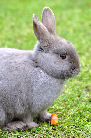 rabbit eating carrot