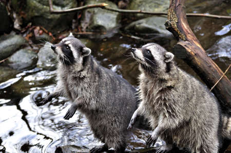 Raccoons watching upの写真素材