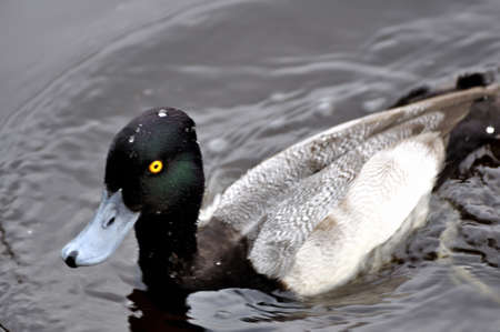 duck swimming on a lakeの写真素材