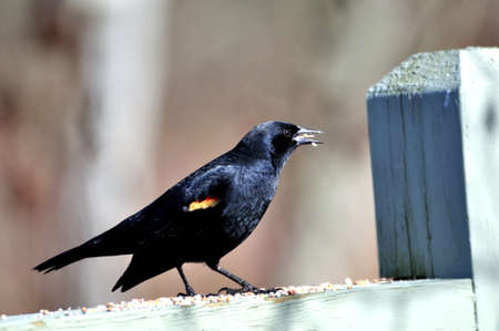 red-winged blackbird eating foodの写真素材
