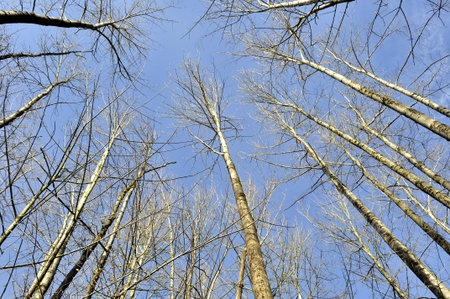 trees reaching to the sky
