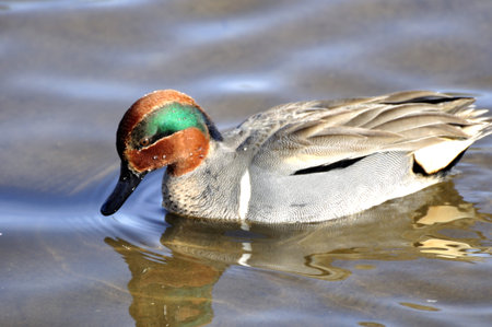 duck seeking foodの写真素材