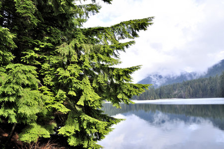 trees by the lake