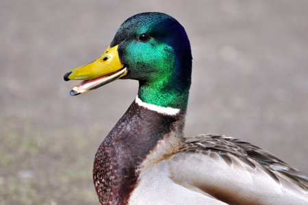 singing mallard