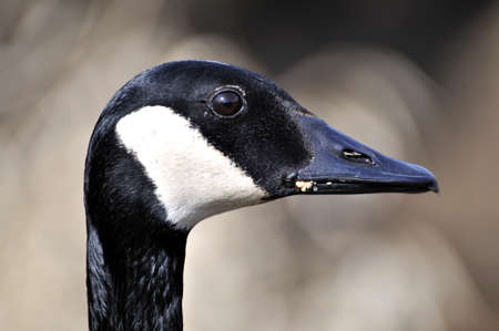 Head of Canada Gooseの写真素材
