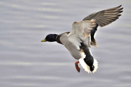 flying mallardの写真素材