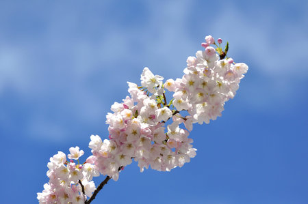 Cherry blossom against blue sky