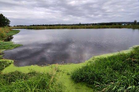 green grass around the pondの写真素材