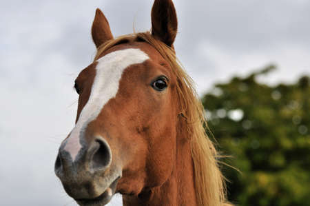 high-spirited horseの写真素材