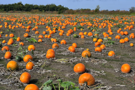 pumpkins harvesting in the field