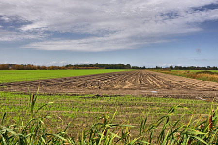 tractor track on farm field