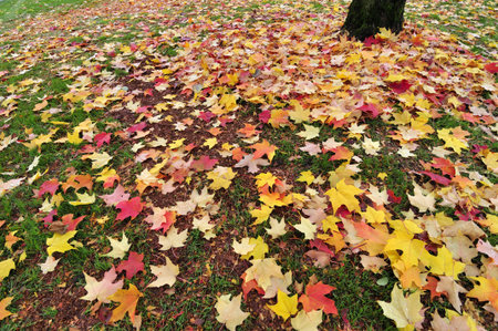 Maple leaves drop on the ground