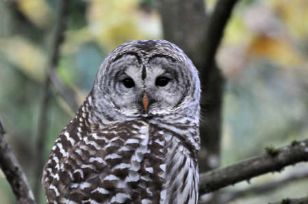 barred owl in a forestの写真素材