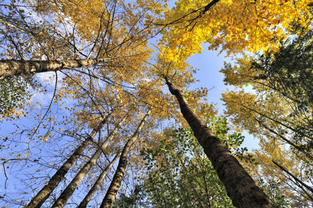 tall trees at sunset