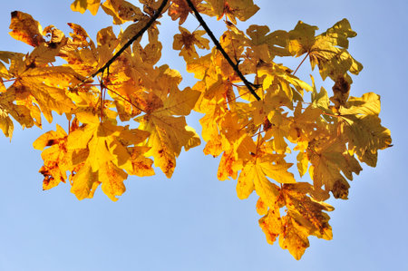 yellow leaves at sunset