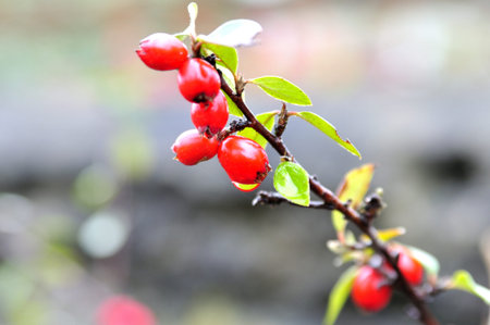 red fruits in winter garden