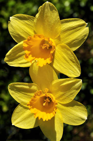 two yellow daffodils under the Sun の写真素材