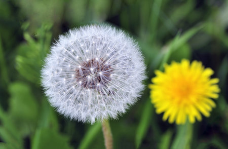 dandelion seeds, flower, and grass