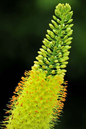 Yellow Flower Blossoms of Eremurusの写真素材