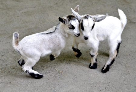 baby goats jumping at each otherの写真素材