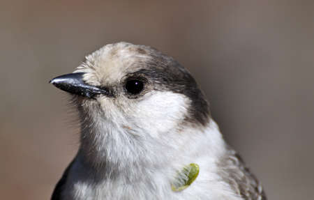 closeup of a chickadee birdの写真素材