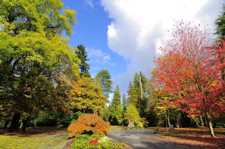 Stanley Park in Autumnの写真素材