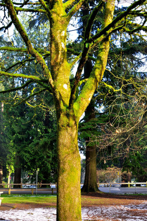 leafless tree with moss on branches and trunks