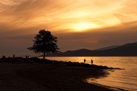Silhouette Of Tree on Beach At Sunsetの写真素材