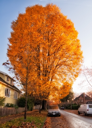 Huge orange leaved autumn tree along road with parked car underneath の写真素材