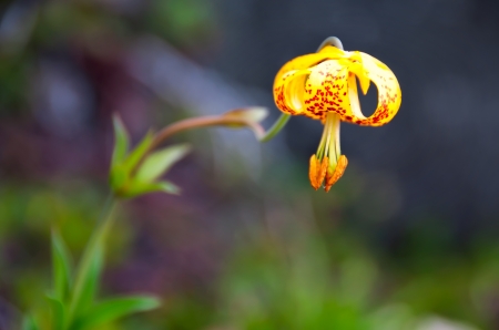 Tiger Lily  Lilium columbianum  in the wild with stem out of focusの写真素材